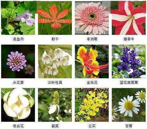 草的名字|草本植物(花卉)图鉴及常见问题大全